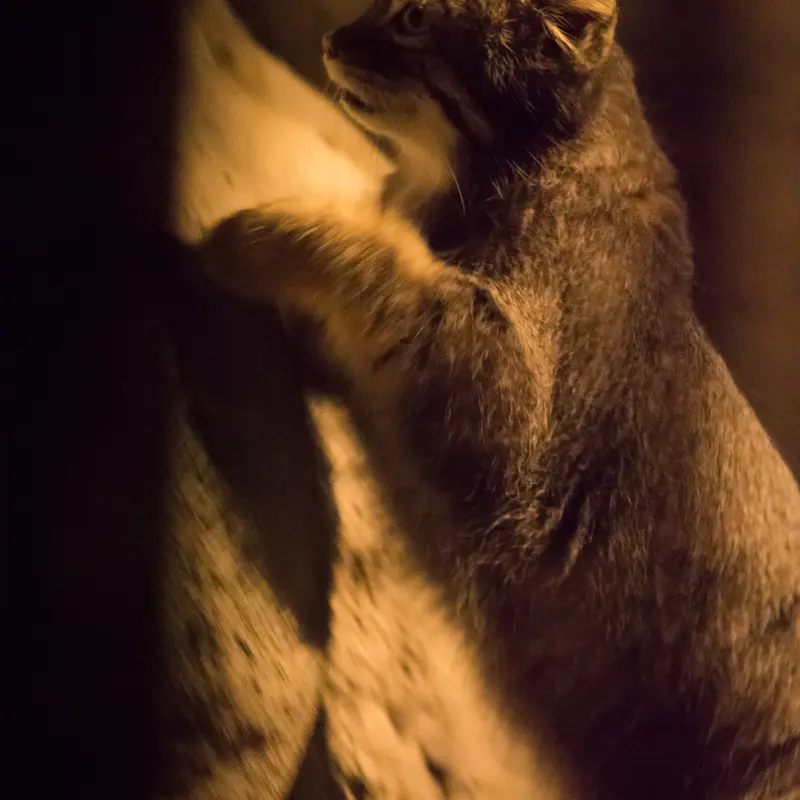 A photograph of Figa in Nogeyama Zoo