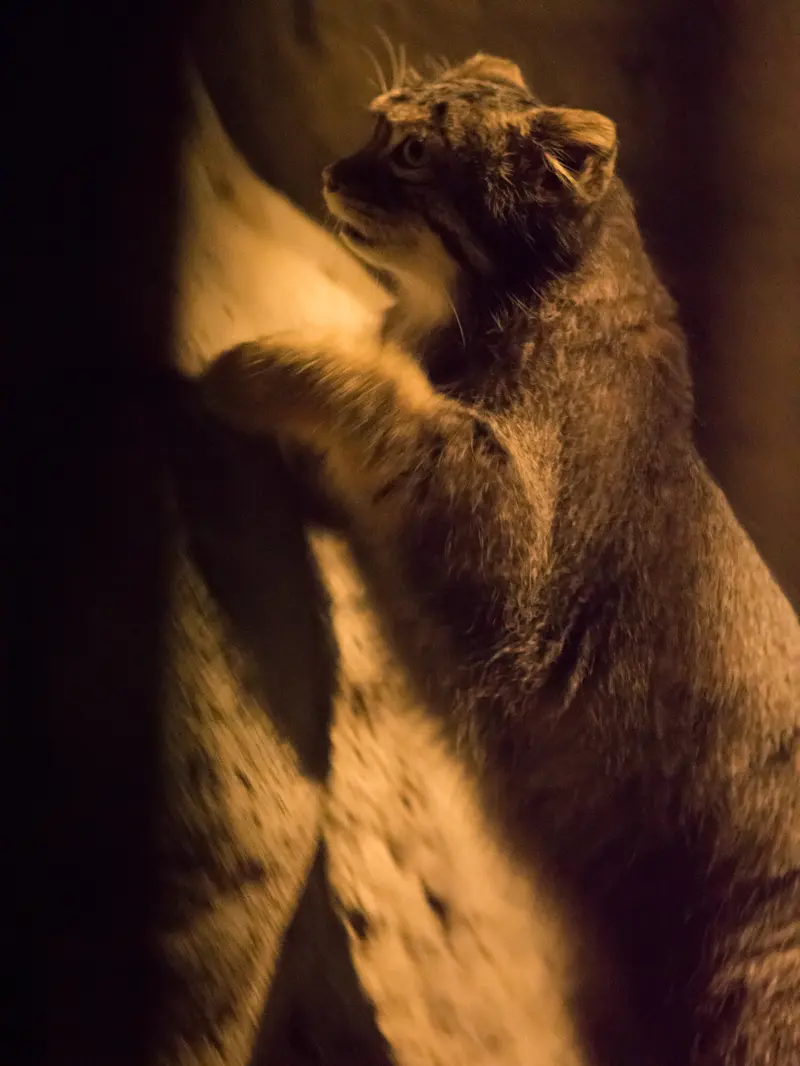 A photograph of Figa in Nogeyama Zoo