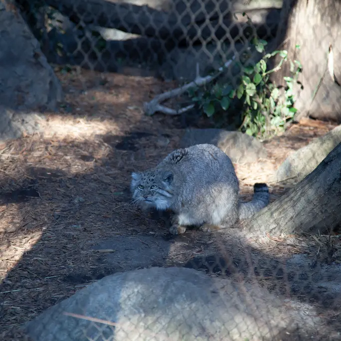 A photograph of Batu in Prospect Park Zoo