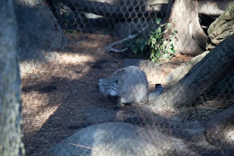 A photograph of Batu in Prospect Park Zoo