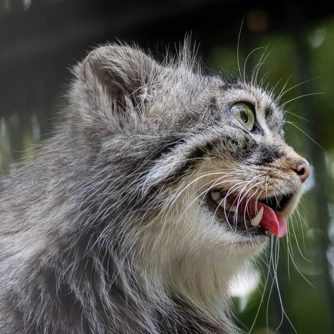 A photograph of Gabi in Novosibirsk Zoo