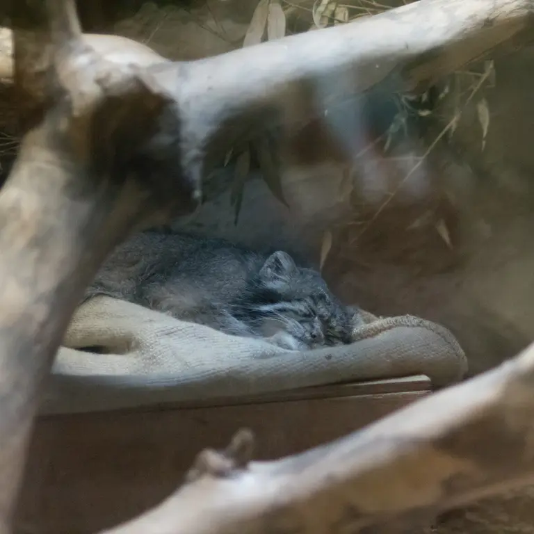 A photograph of Klyon in Ueno Zoological Gardens
