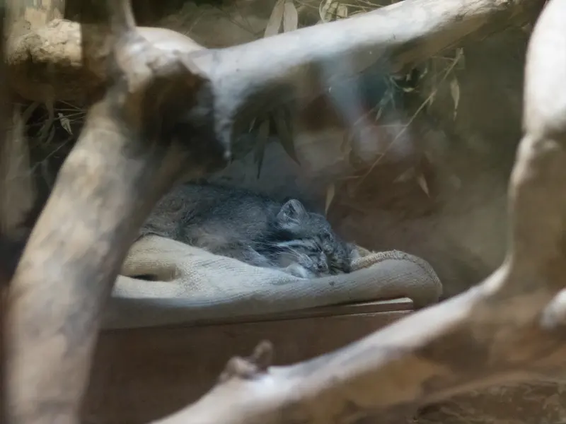 A photograph of Klyon in Ueno Zoological Gardens