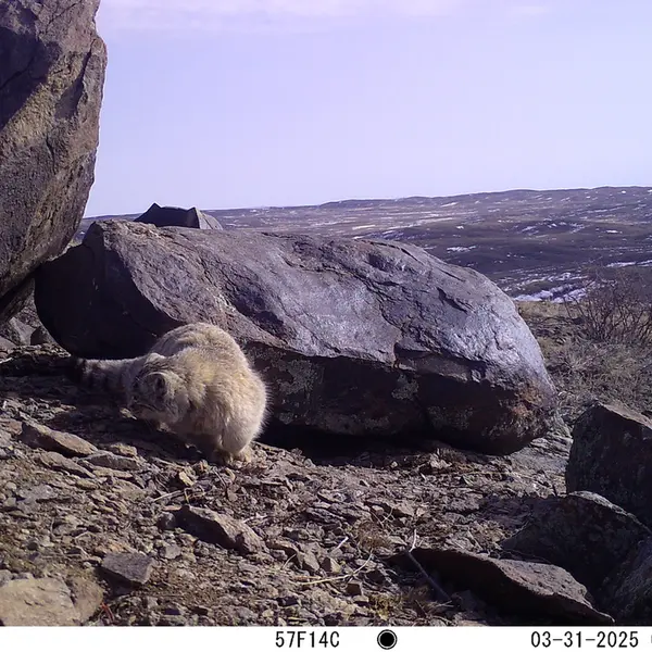 A photograph of Otocolobus manul manul from Koshkar camera trap