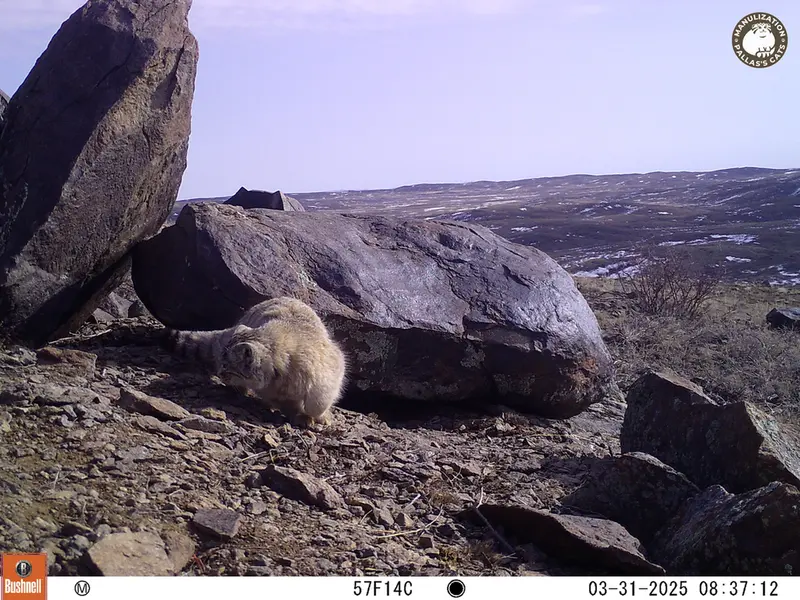 A photograph of Otocolobus manul manul from Koshkar camera trap