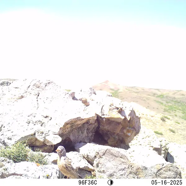 A photograph of a Pallas's cat from Besshoky 1 camera trap