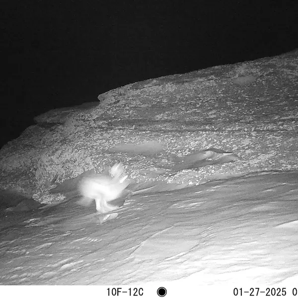 A photograph of Hare from Bektauata 1 camera trap