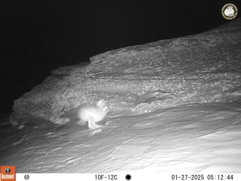 A photograph of Hare from Bektauata 1 camera trap