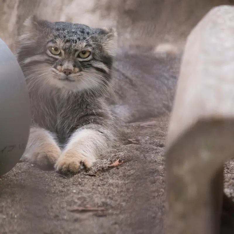 A photograph of Figa in Nogeyama Zoo