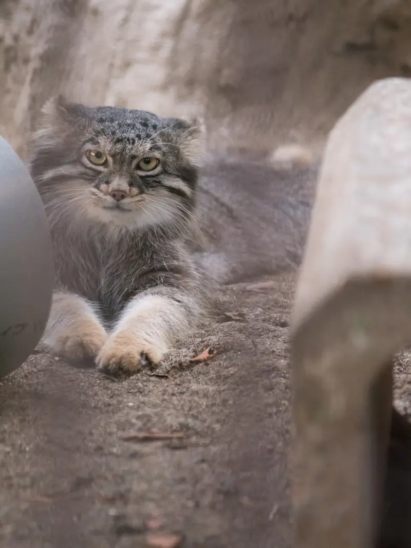 A photograph of Figa in Nogeyama Zoo