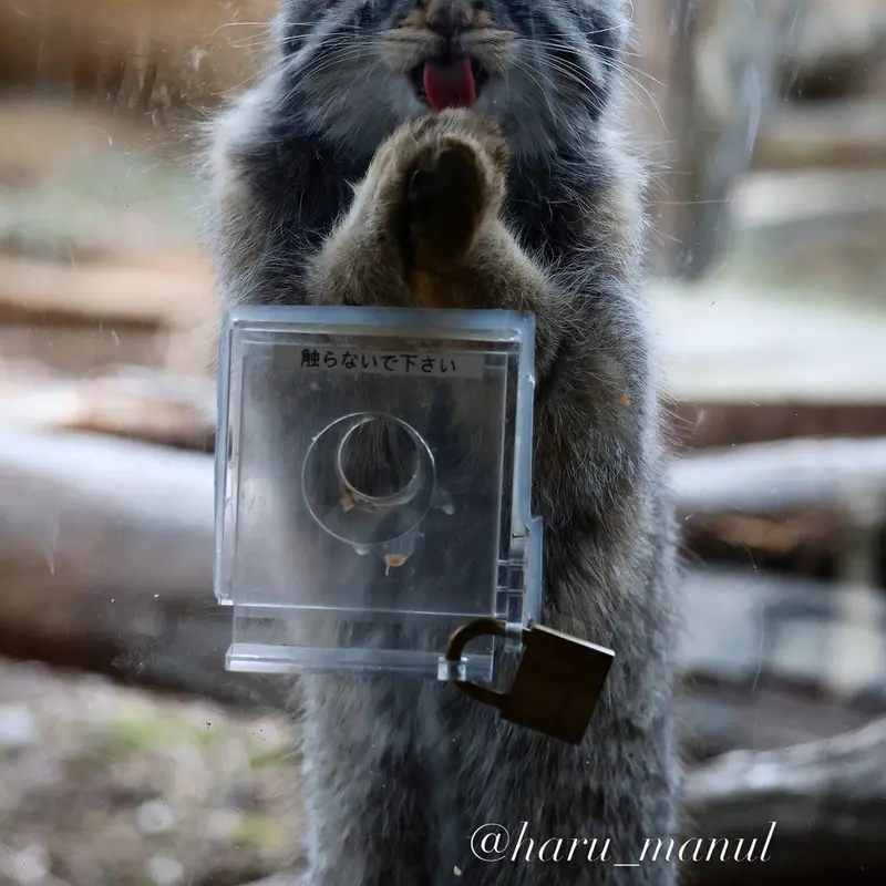 A photograph of Nagomu in Nasu Animal Kingdom