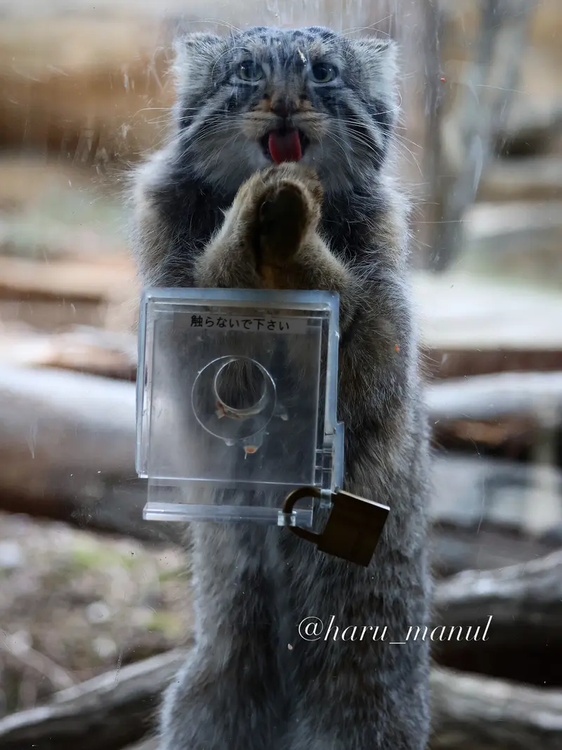 A photograph of Nagomu in Nasu Animal Kingdom