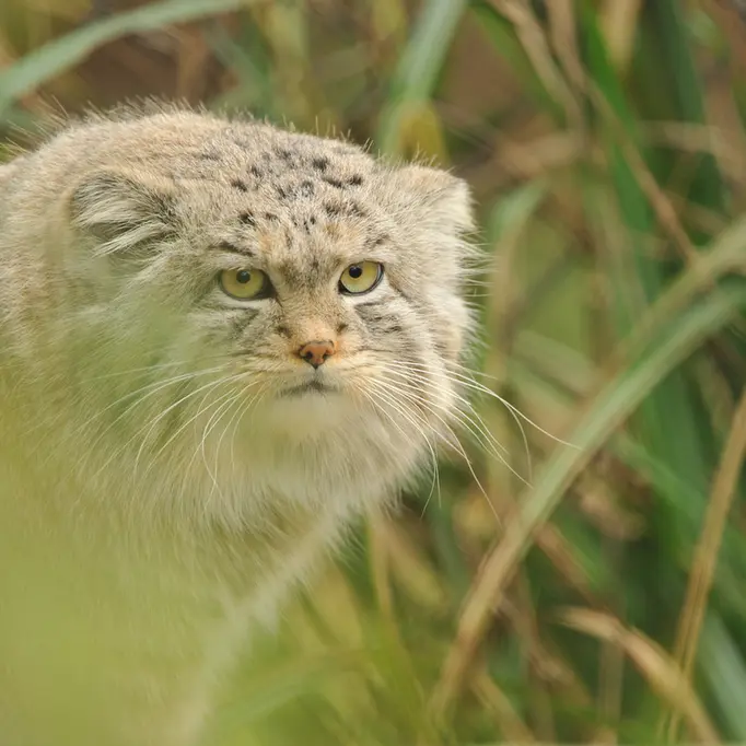 A photograph of Wei Shand in The Big Cat Sanctuary
