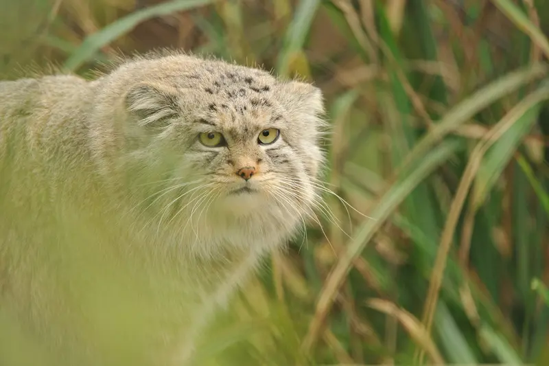 A photograph of Wei Shand in The Big Cat Sanctuary