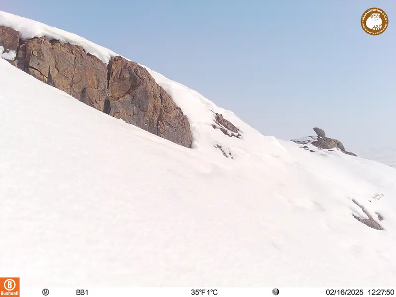 A photograph of Otocolobus manul manul from Aktas-Kunkora camera trap