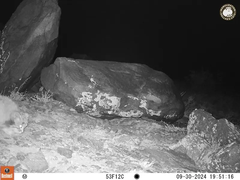 A photograph of Otocolobus manul manul from Koshkar camera trap