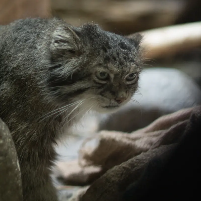 A photograph of Klyon in Ueno Zoological Gardens