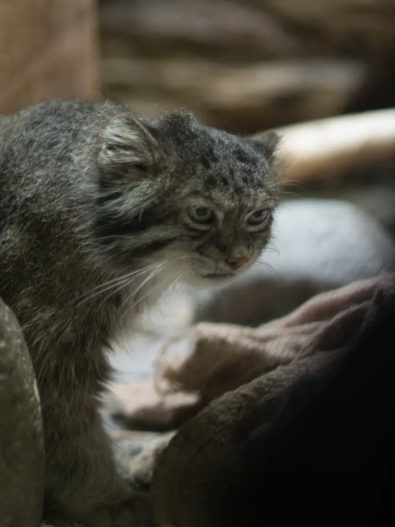 A photograph of Klyon in Ueno Zoological Gardens