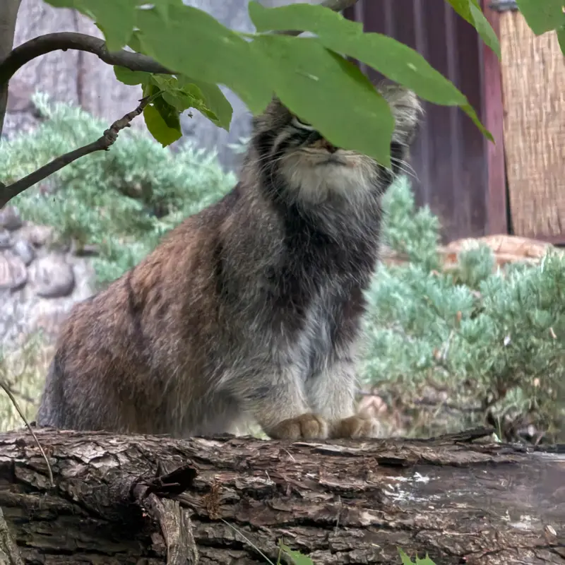 A photograph of Timofey in Moscow zoo