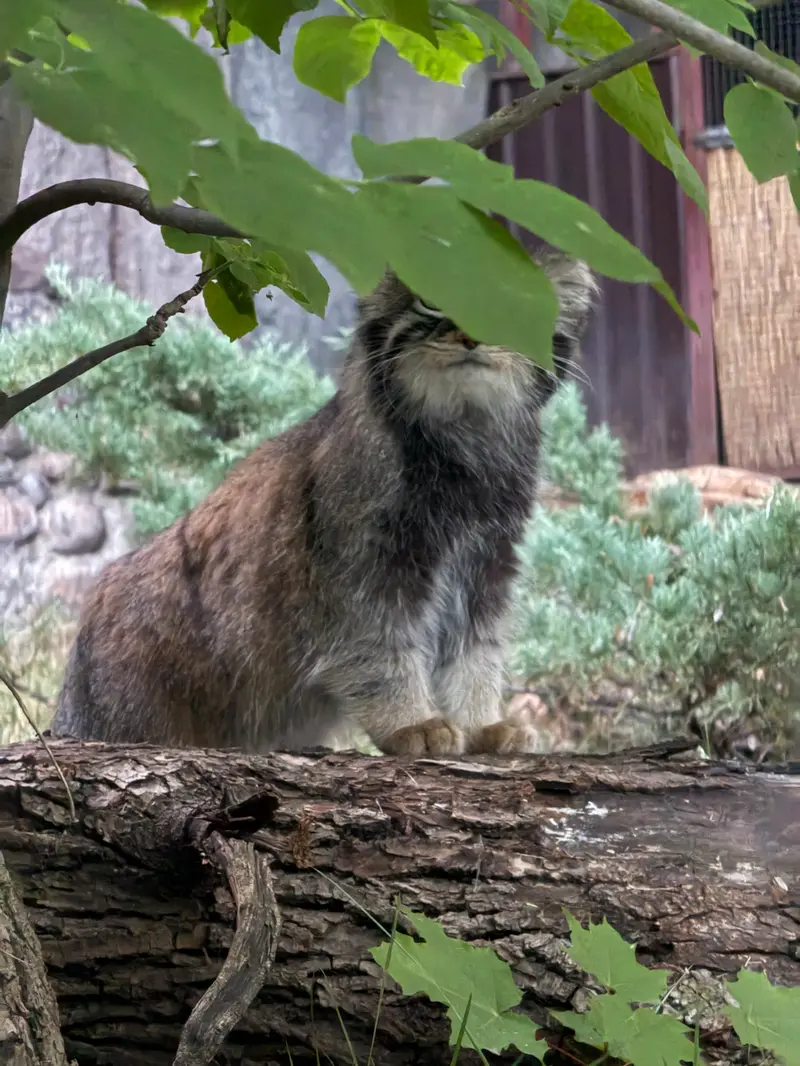A photograph of Timofey in Moscow zoo