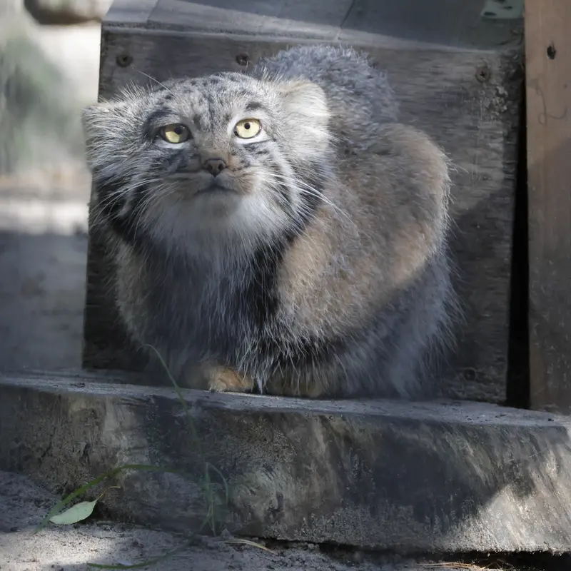 A photograph of Mensu in Novosibirsk Zoo