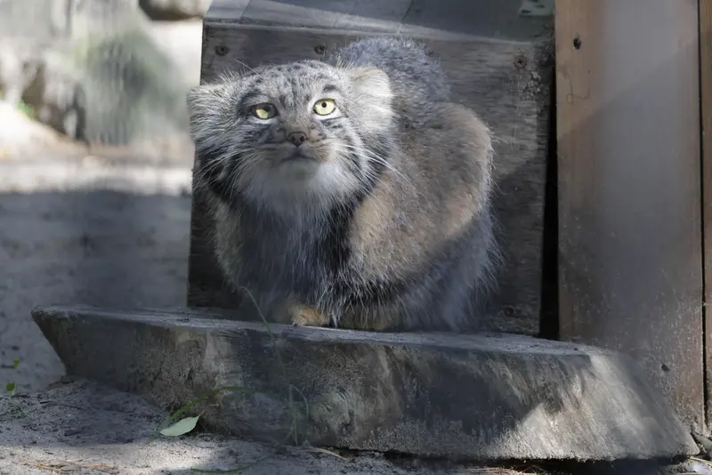 A photograph of Mensu in Novosibirsk Zoo
