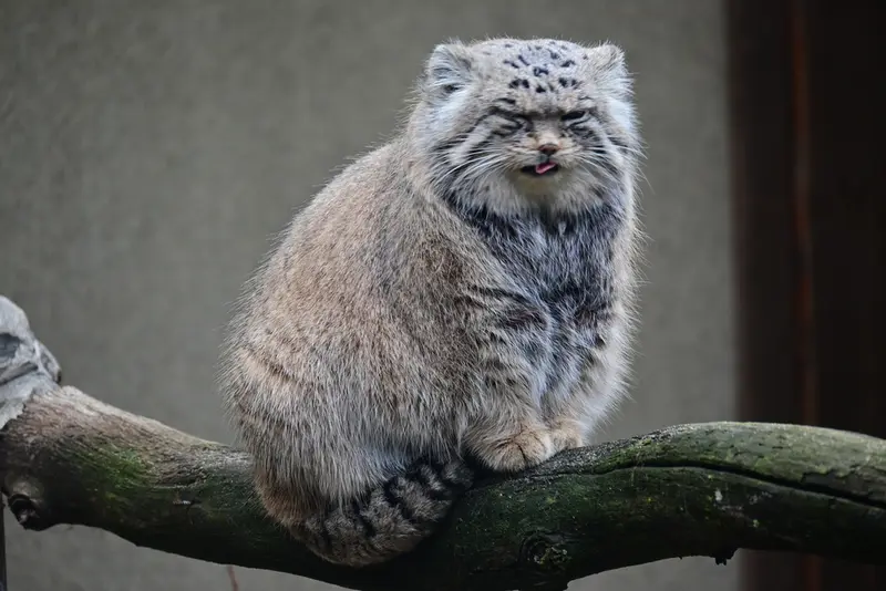 A photograph of Mars in Tallinn Zoo