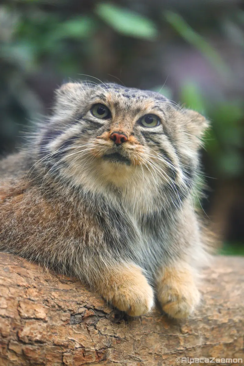 A photograph of Az in Kobe Animal Kingdom