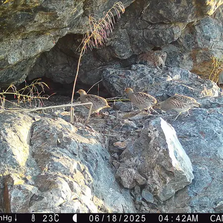 A photograph of Grey partridge from Zhundy 1 camera trap