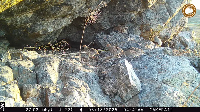 A photograph of Grey partridge from Zhundy 1 camera trap