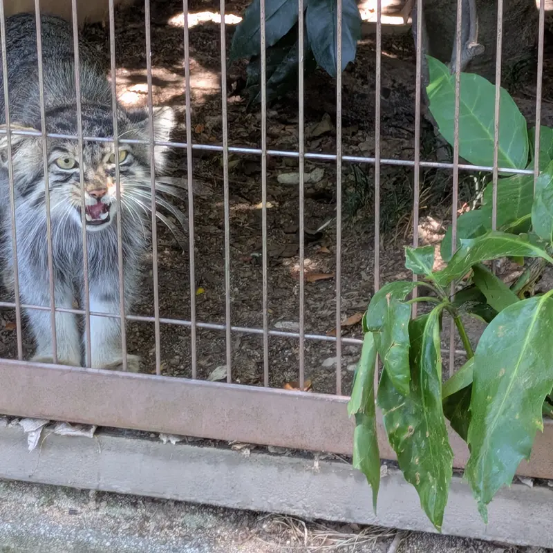 A photograph of Nobu in Higashiyama Zoo and Botanical Gardens