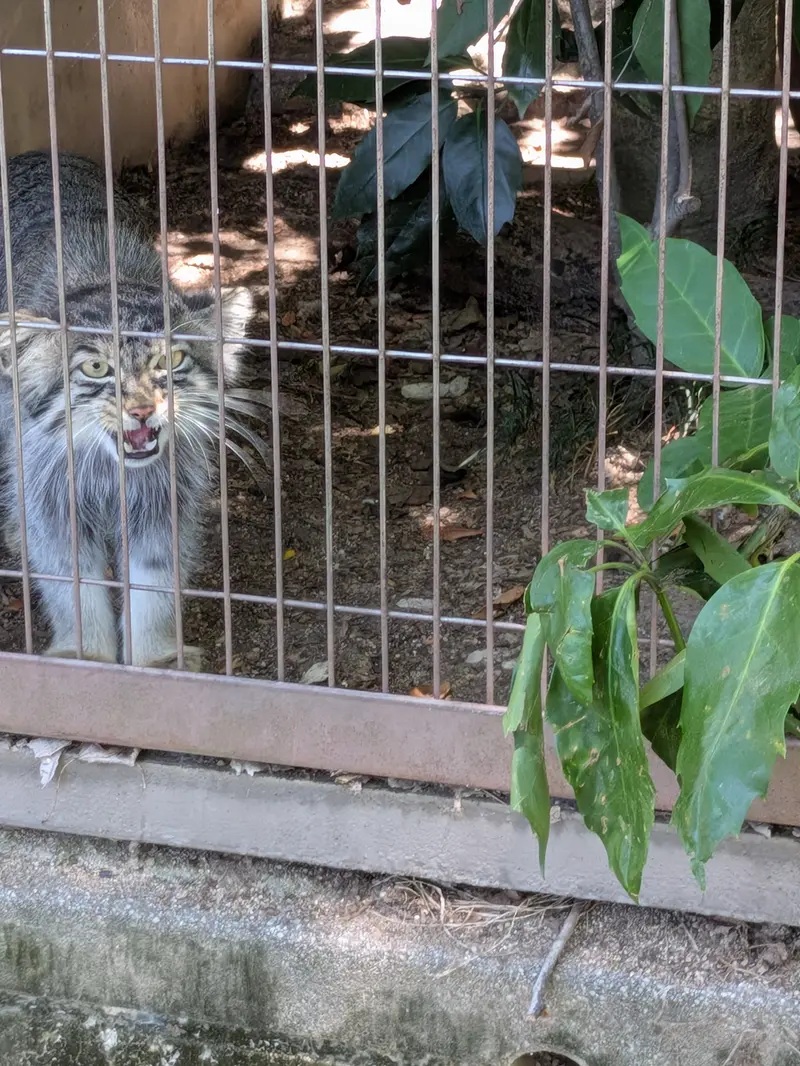 A photograph of Nobu in Higashiyama Zoo and Botanical Gardens