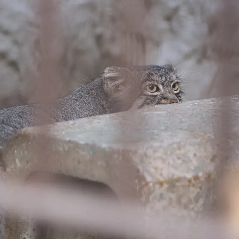 A photograph of Figa in Nogeyama Zoo
