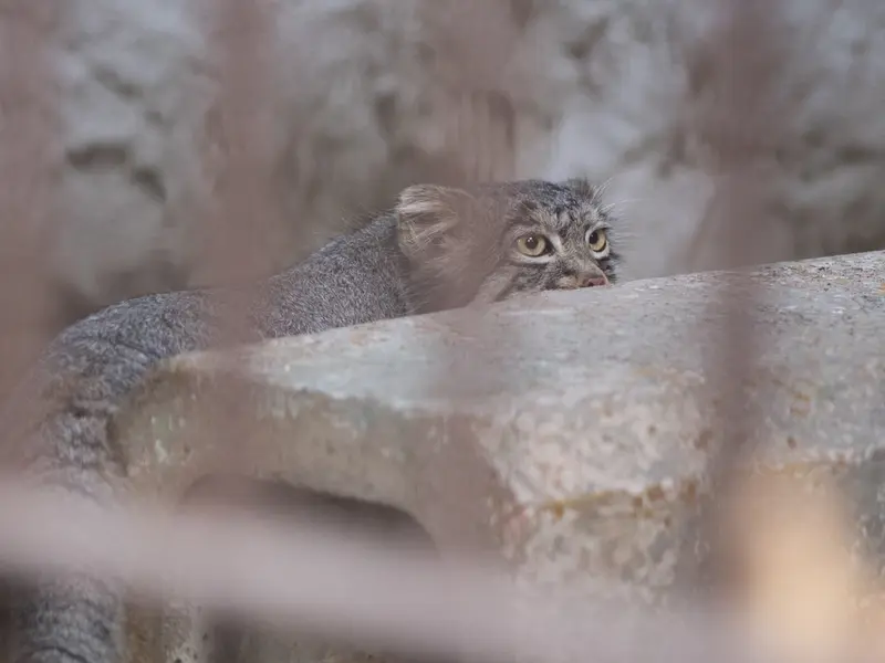 A photograph of Figa in Nogeyama Zoo