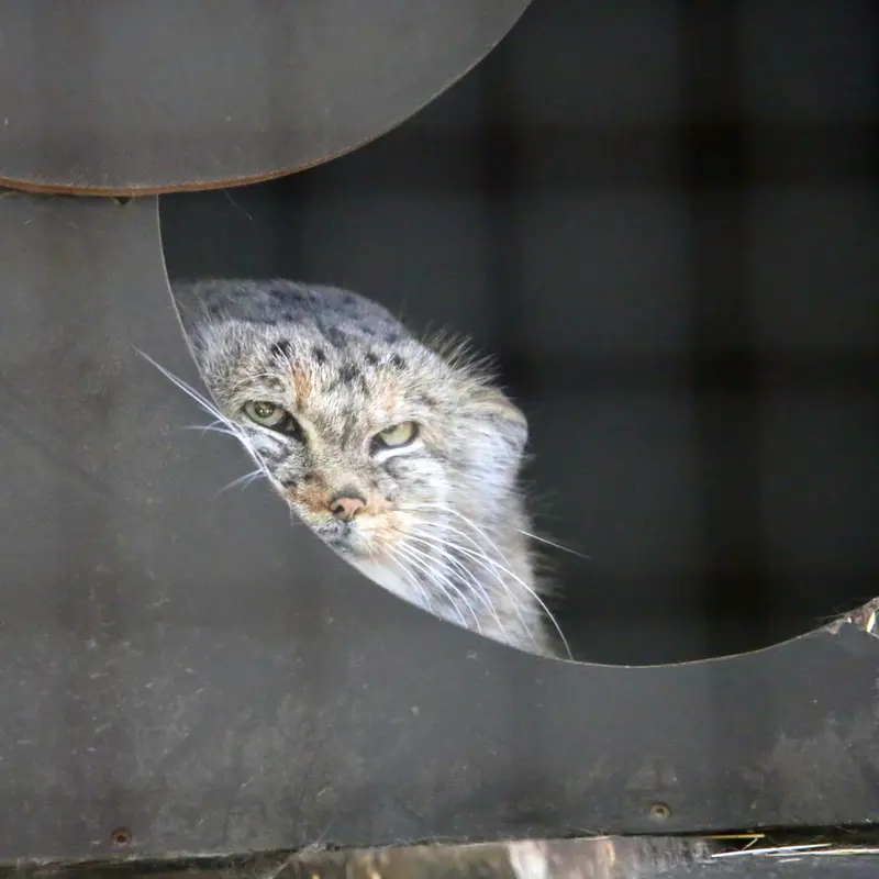 A photograph of Alani in Košice Zoo