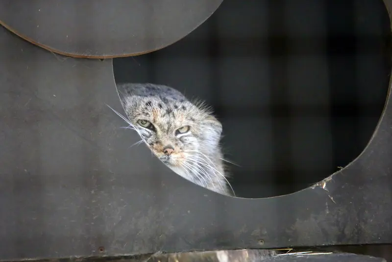 A photograph of Alani in Košice Zoo