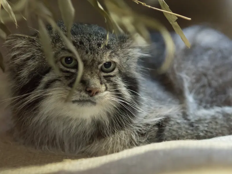 A photograph of a Pallas's cat