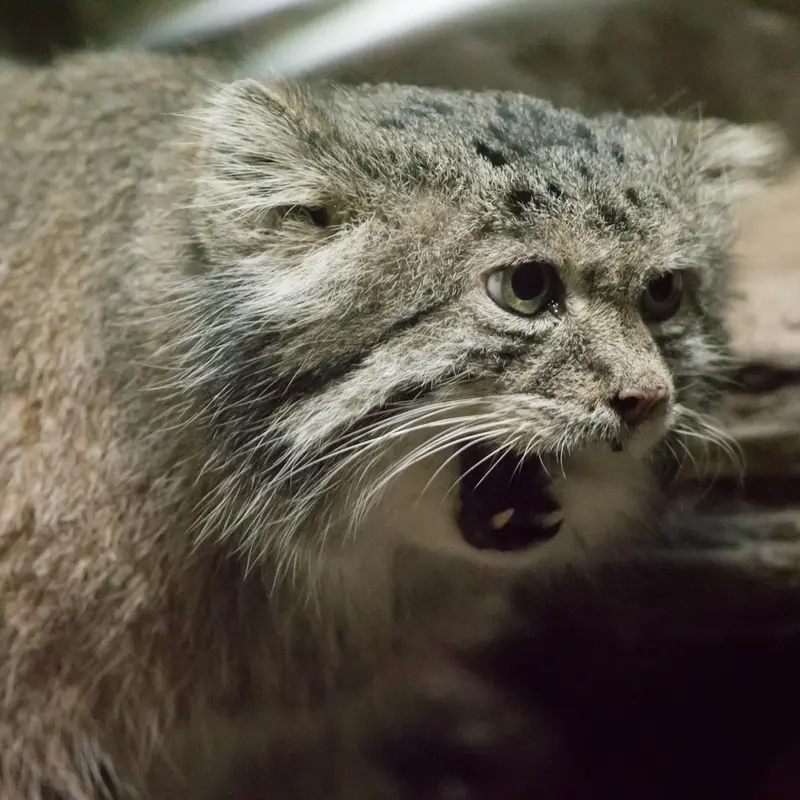 A photograph of Klyon in Ueno Zoological Gardens