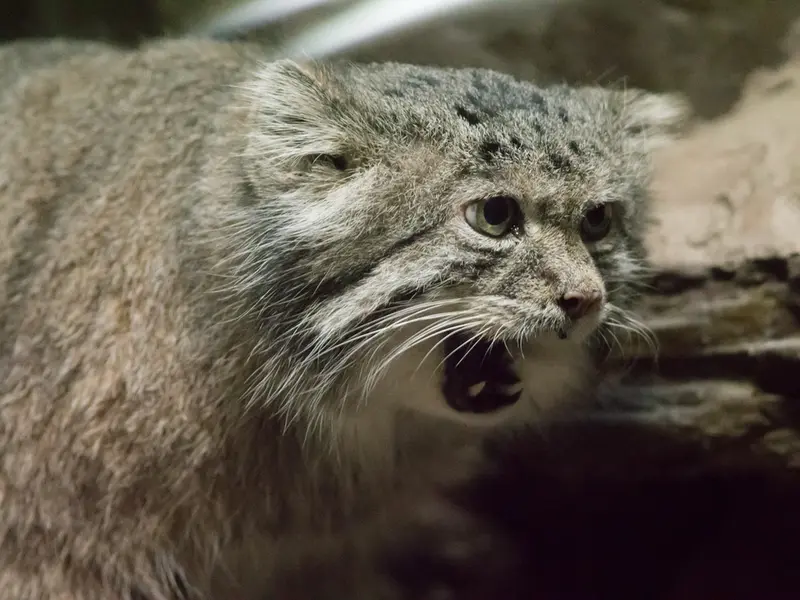 A photograph of Klyon in Ueno Zoological Gardens