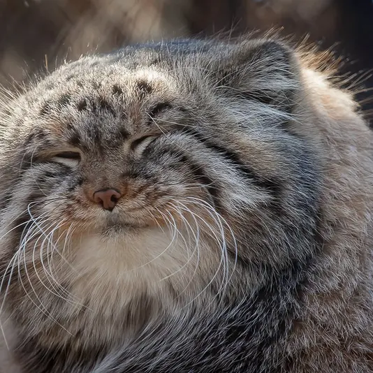 A photograph of Zelenogorsk in Novosibirsk Zoo
