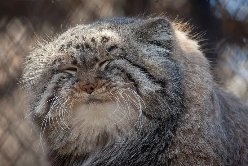 A photograph of Zelenogorsk in Novosibirsk Zoo