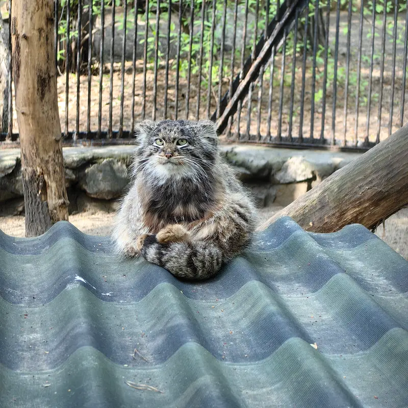 A photograph of Bandit in Novosibirsk Zoo