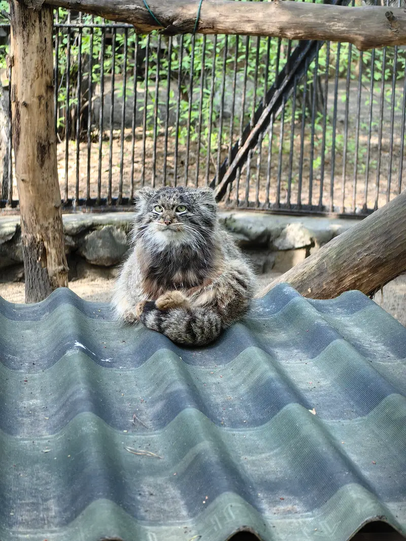 A photograph of Bandit in Novosibirsk Zoo