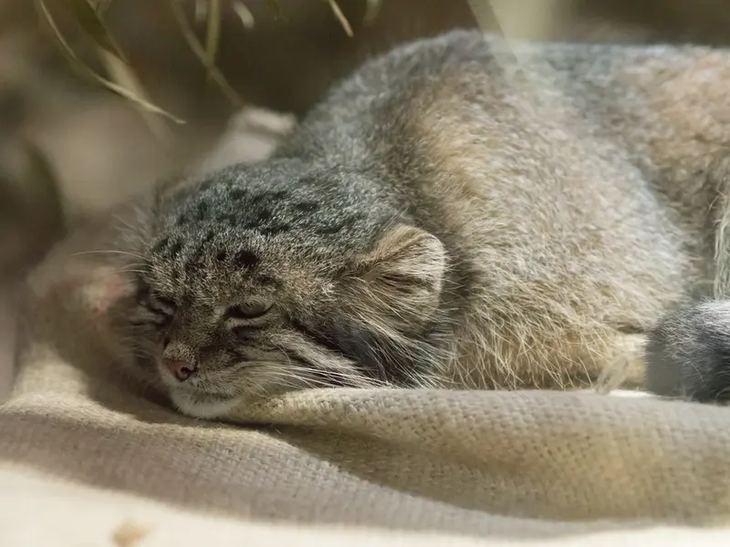 A photograph of Klyon in Ueno Zoological Gardens