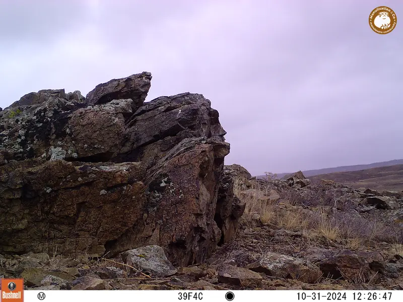 A photograph of a Pallas&#039;s cat from Karashoky camera trap