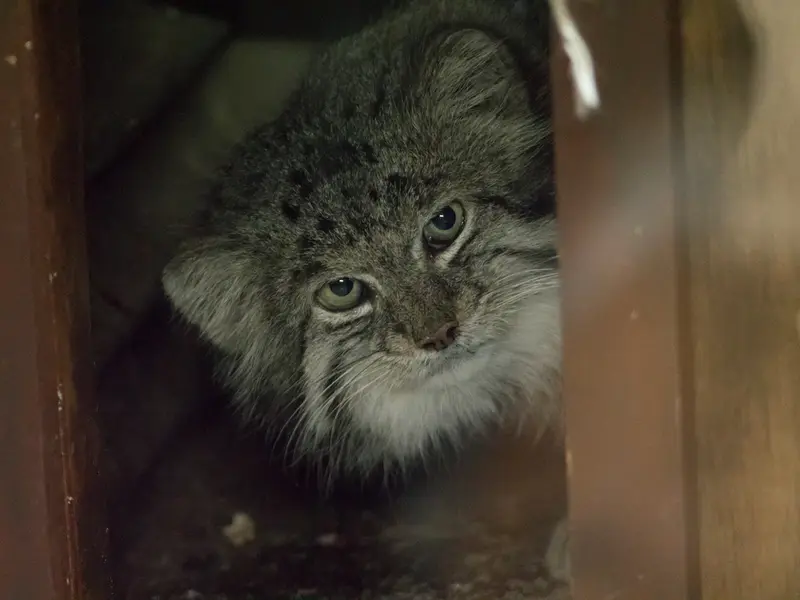 A photograph of a Pallas's cat