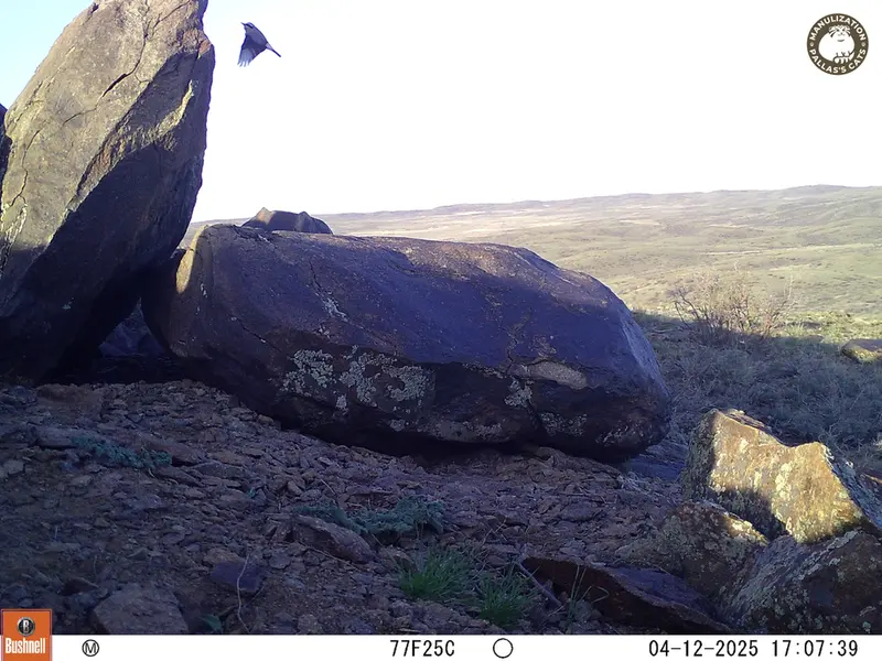 A photograph of a Pallas&#039;s cat from Koshkar camera trap