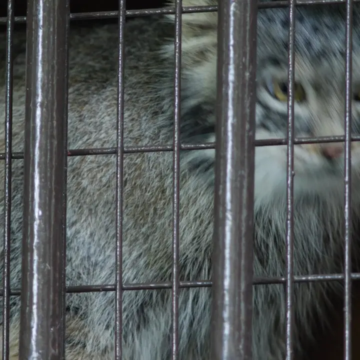 A photograph of a Pallas's cat in Nogeyama Zoo