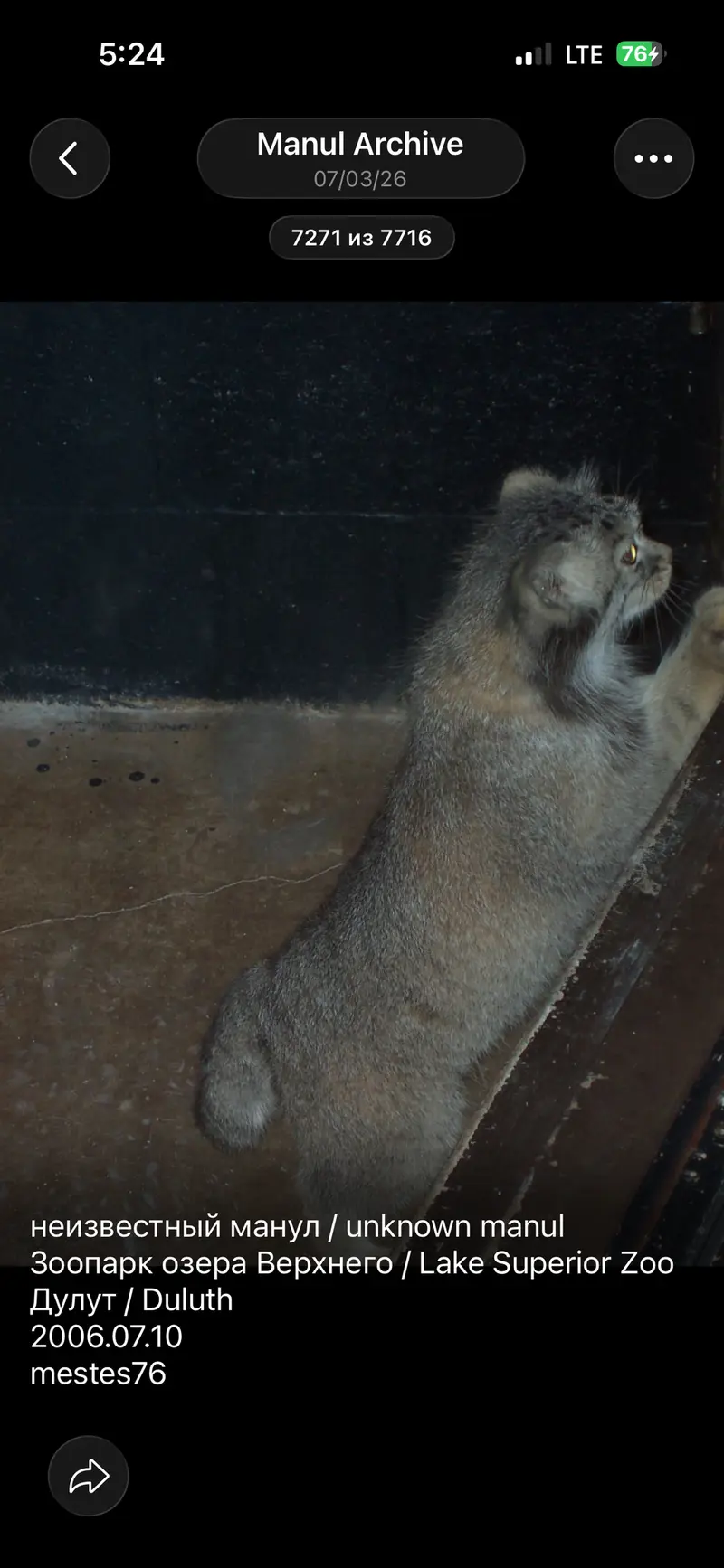 A photograph of a Pallas's cat