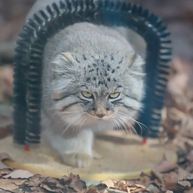 A photograph of a Pallas's cat